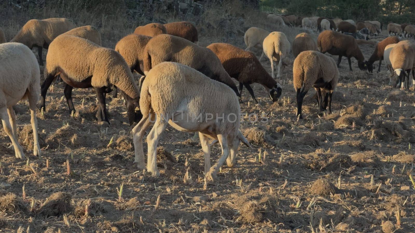 A flock of sheep grazes in a harvested cornfield during a serene sunset, casting long shadows.