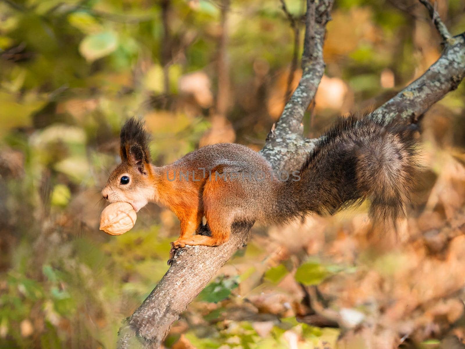 Close-up of squirrel eating walnut on tree. Sciurus vulgaris with nut in mouth. Cute animal in autumn nature. Subsistence of wild animals in their natural environment. Carrying nut in mouth in autumn