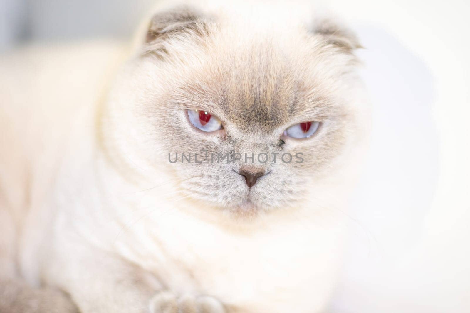 A white cat with folded ears stares intensely at the camera with piercing blue eyes. Its fur is soft and fluffy.