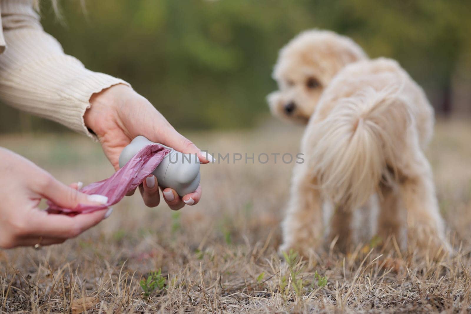 woman cleaning up after maltipoo dog toilet outside with plastic bag, cleaning up dog poop outside, concept of cleanliness