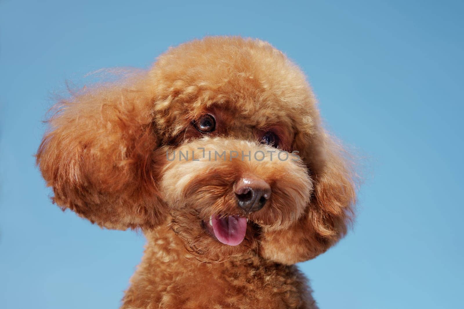 unusual angle of a Maltipoo dog against a blue sky close-up, portrait of a curious dog, shot from below,