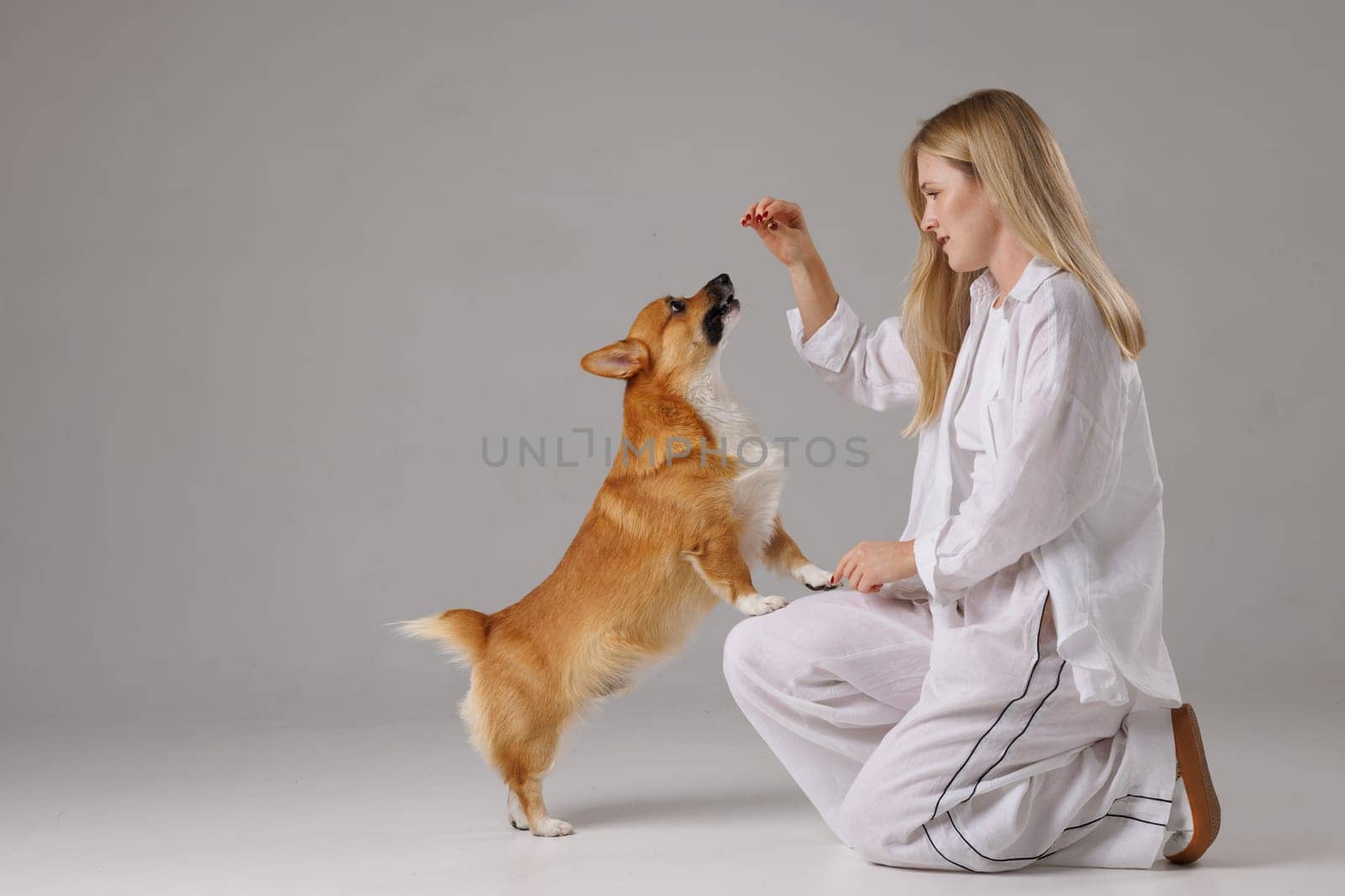 woman training welsh corgi pembroke on isolated white background , dog education and training concept