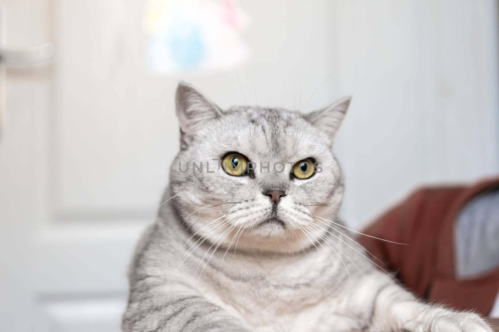 A grey tabby cat with green eyes stares intensely at the camera. The cat is sitting on a wooden surface with a blurry brown blanket in the background.