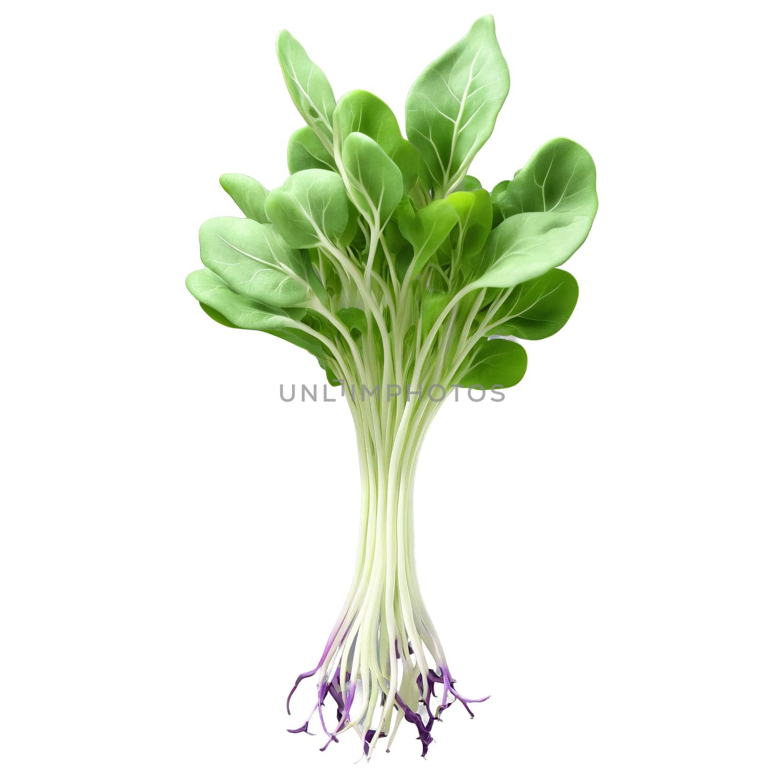 Kohlrabi microgreens Brassica oleracea var gongylodes crisp green leaves with purple veins neatly arranged Microgreen. Microgreen isolated on transparent background.