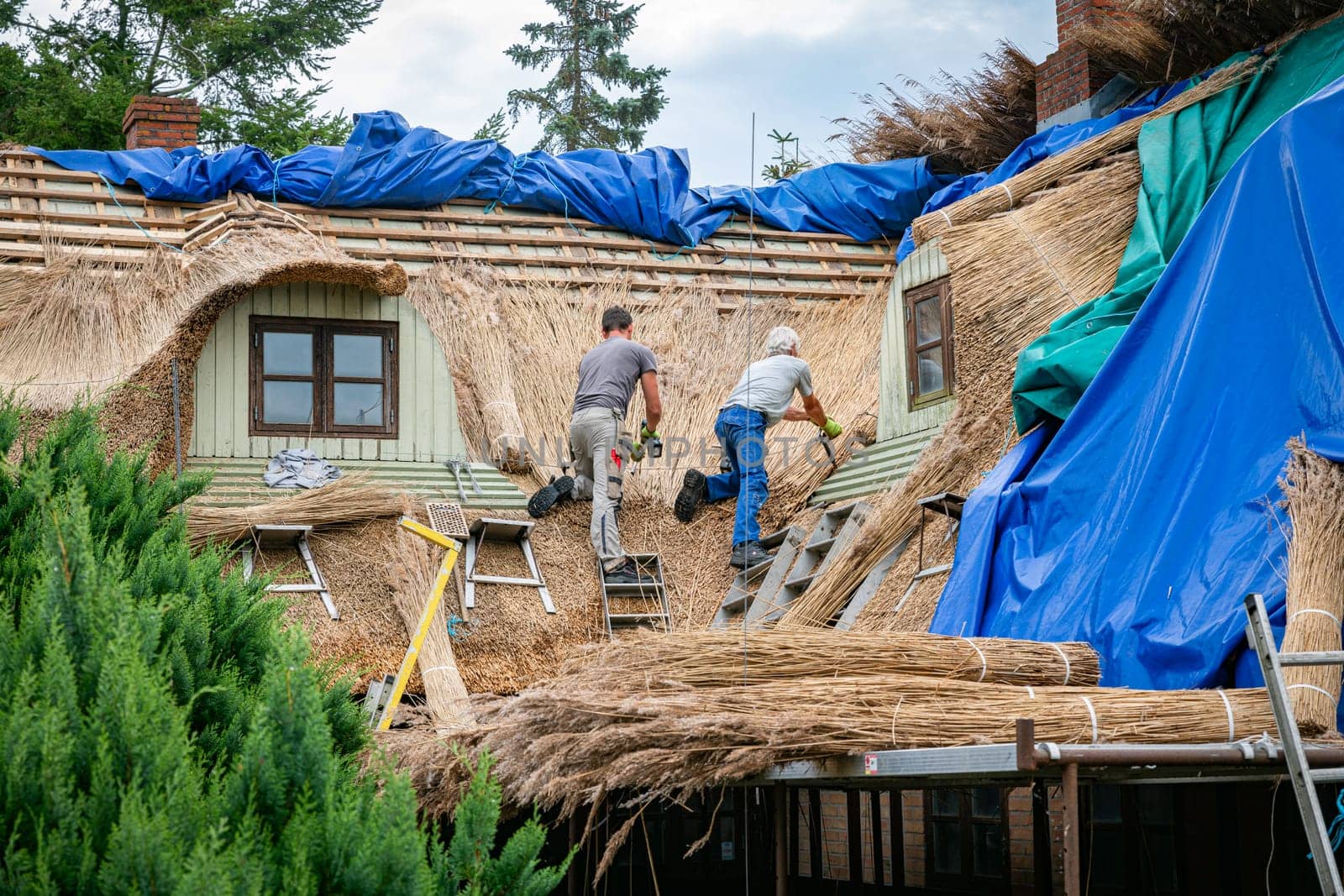 vjelje,denmark,14-08-2024: Thatching a country cottage. The traditional craft of thatching a cotswolds country cottage