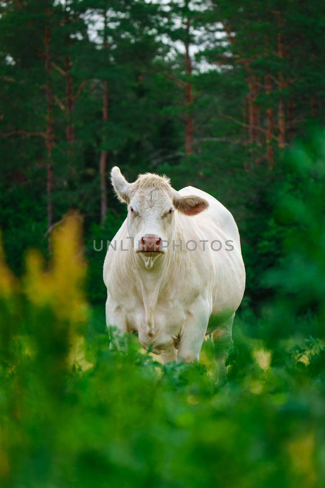 Captivating Charolais cattle grazing. Majestic French Charolais cows gracefully roaming in a picturesque meadow on a sunny day.