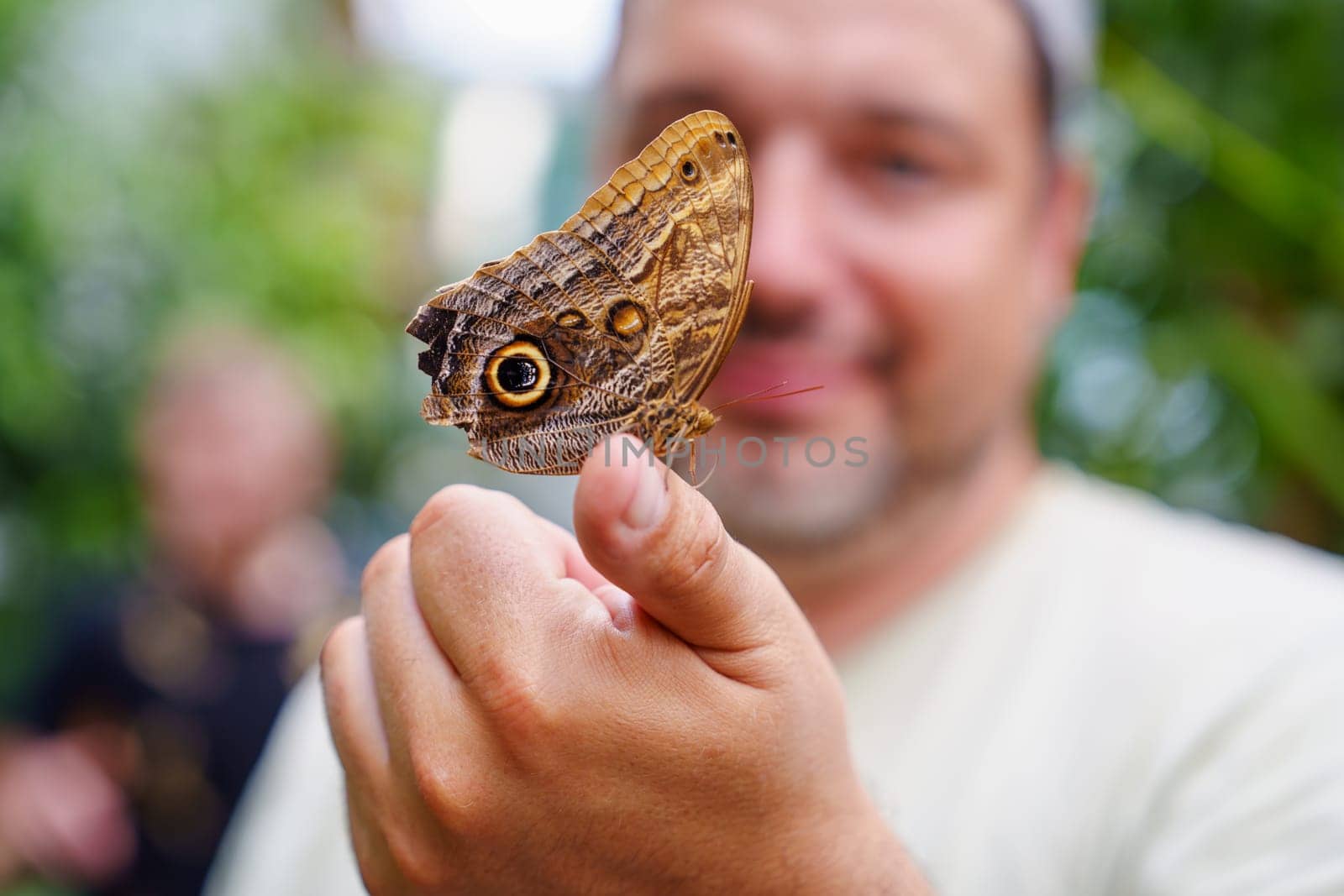 Eyes of the Tropics: Caligo Atreus Butterfly with Unique Wing Patterns. A Captivating Resident of the Butterfly Garden and Butterfly Farm