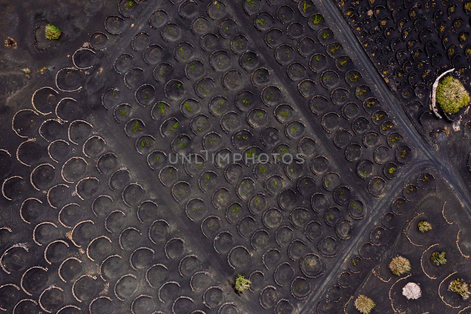top view of backdrop representing vines growing in pits in Geria, Lanzarote at Canary Islands, Spain, concept of viticulture and traditional agriculture