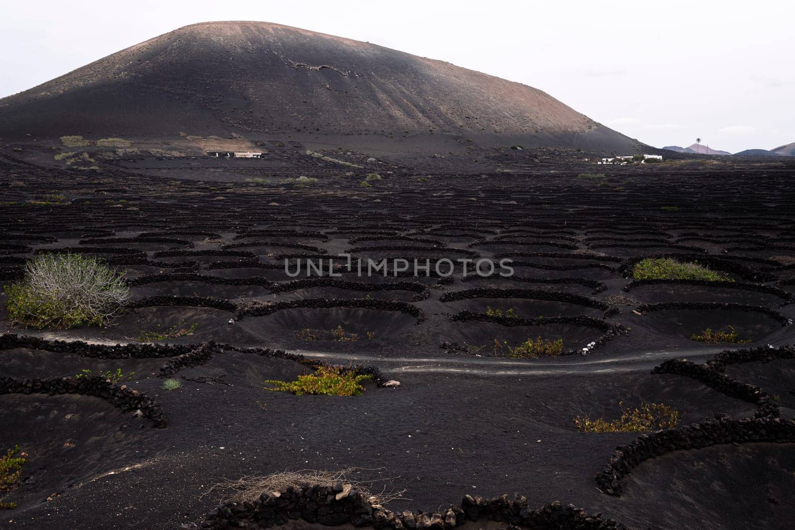 drone view of vines growing in pit against high dry mountains in Geria, Lanzarote at Canary Islands, Spain, concept of viticulture and traditional agriculture