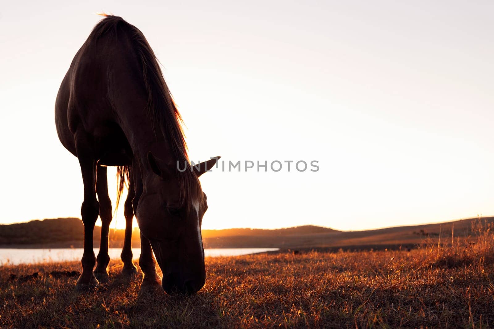 horse grazing in a field with beautiful sunset in the background against blue cloudless sky with bright sunlight at sundown, concept of peaceful and serene landscape and animals