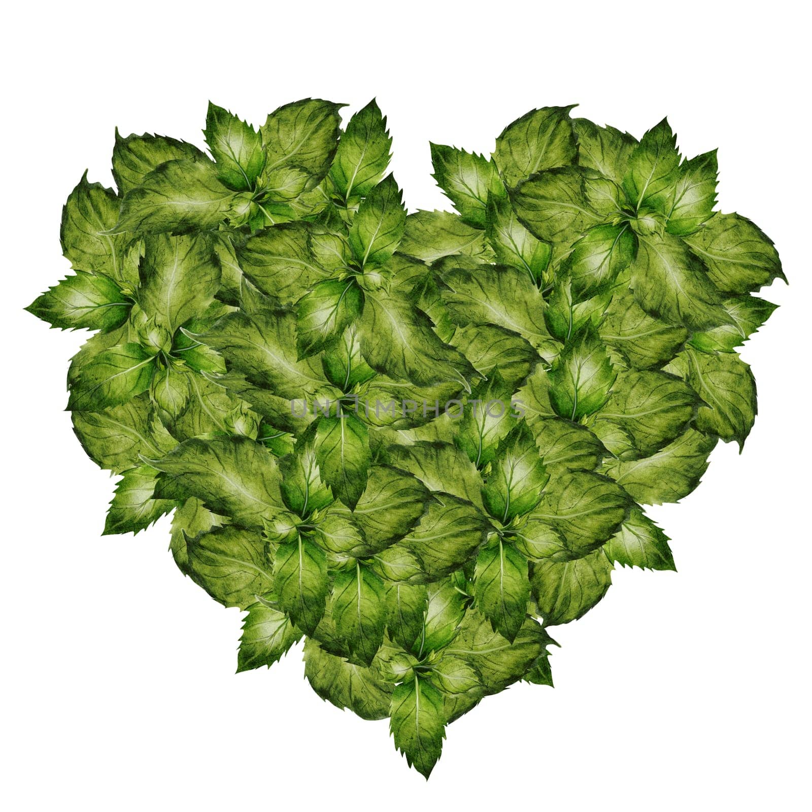 Heart of green leaves watercolor. Herbal heart. Hand drawn shape with mint leaves on isolated white background. Ideal for herbal tea and other drinks logo and natural cosmetics. High quality illustration