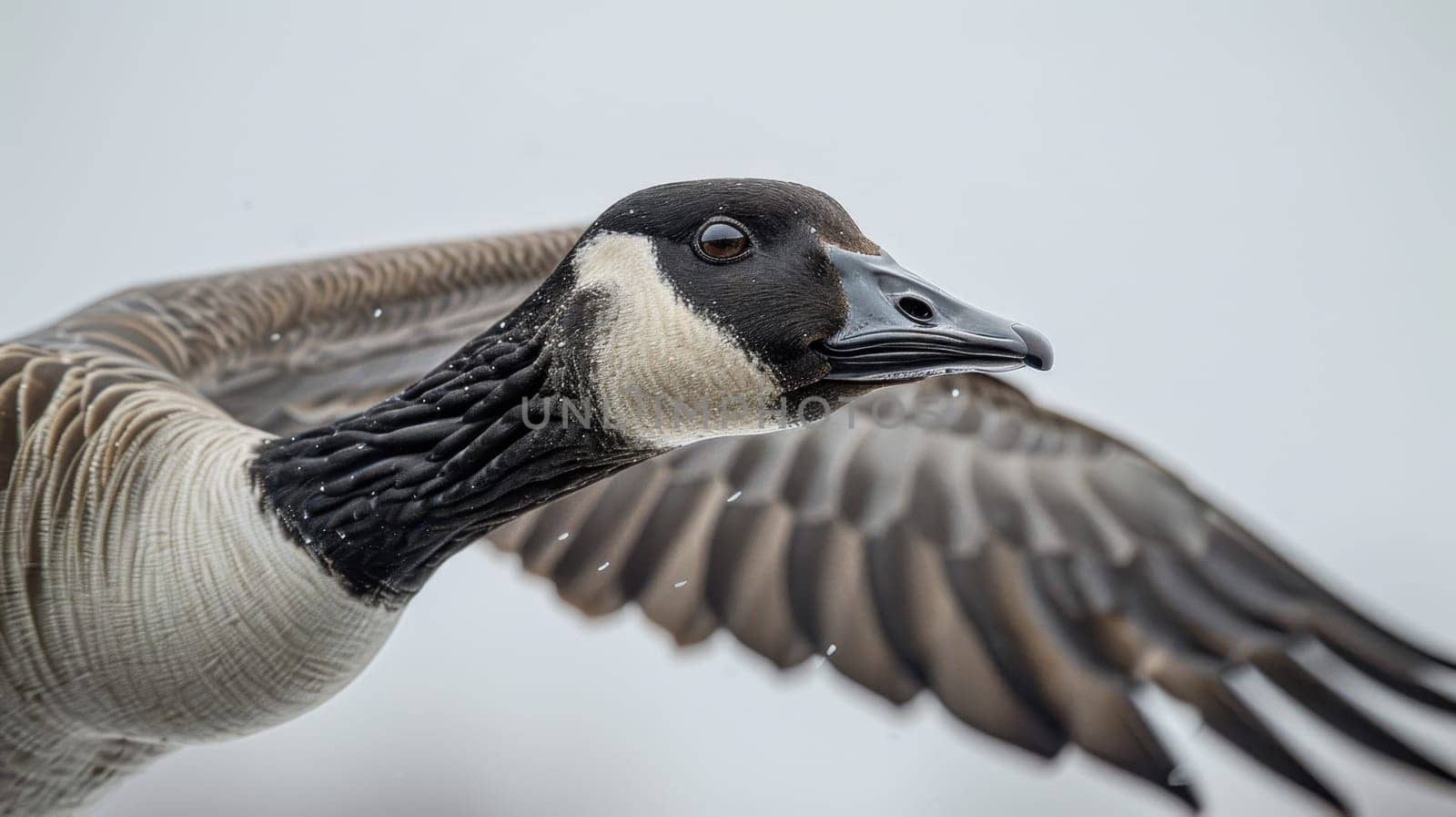 duck on a white isolated background.