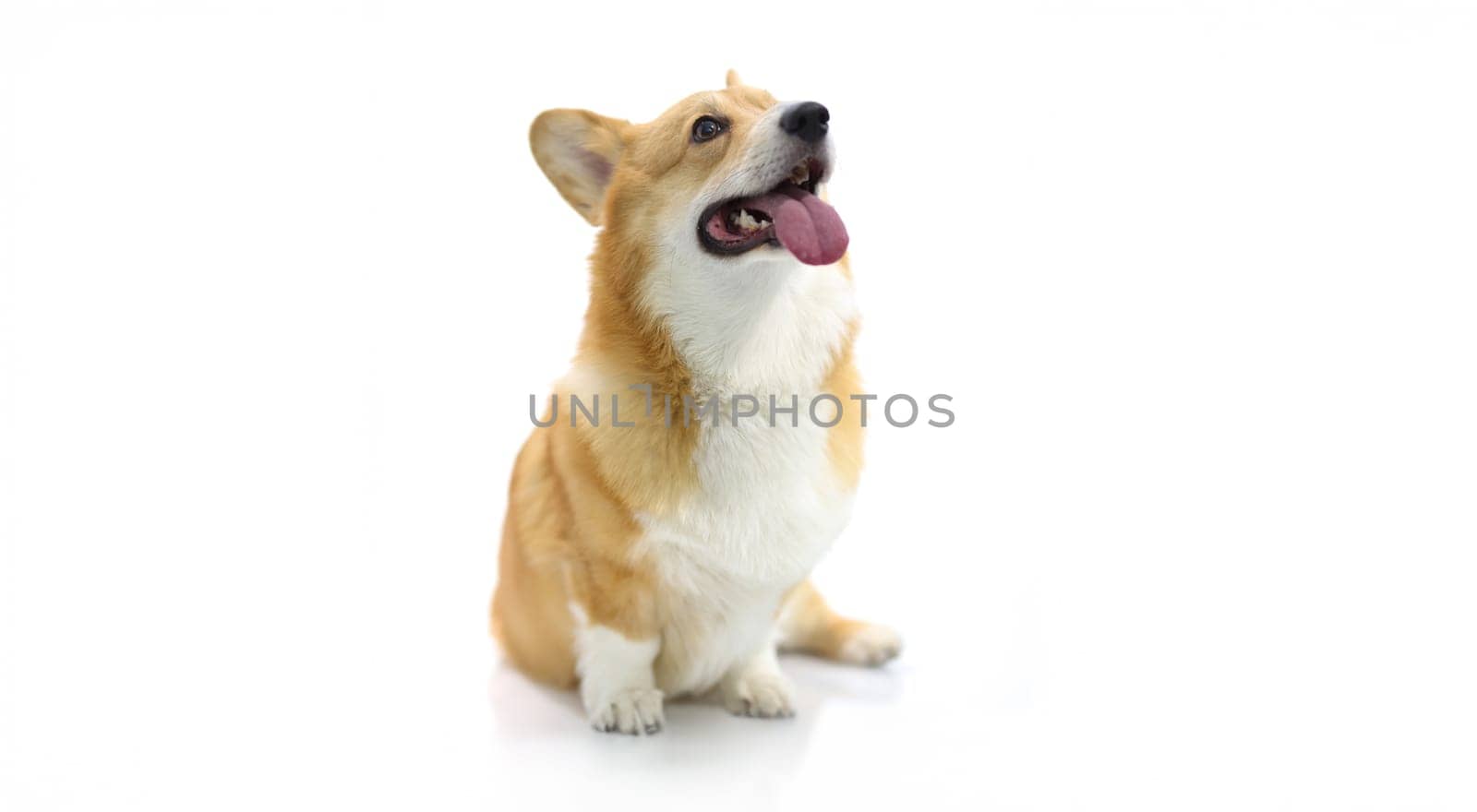 Dog corgi breed looks up on a white background, close-up. Photographing dogs in a photo studio. Companion