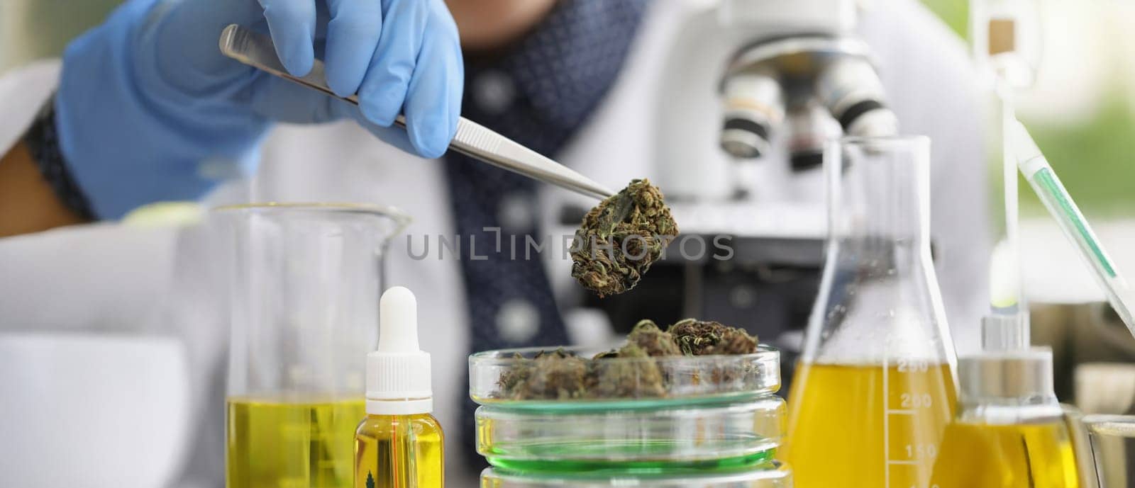 Close-up of glass container with marijuana buds on it placed for laboratory investigation. Scientist take cannabis with tweezer tool. Medicine, lab concept
