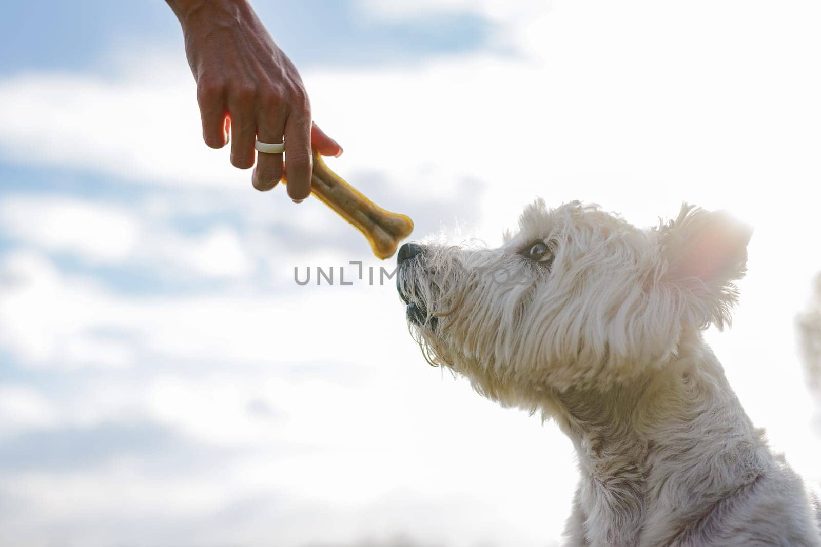 owner's hand holds bone near white dog's mouth on sunny day, west highland white terrier waiting for treat from owner