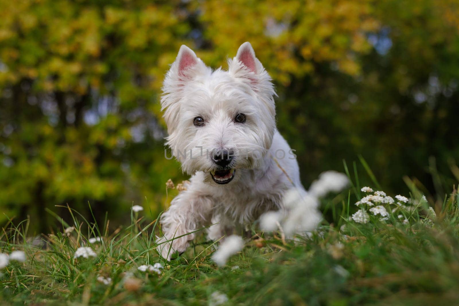 Cheerful westie dog is captured in mid-run on a sunny nature path surrounded by greenery