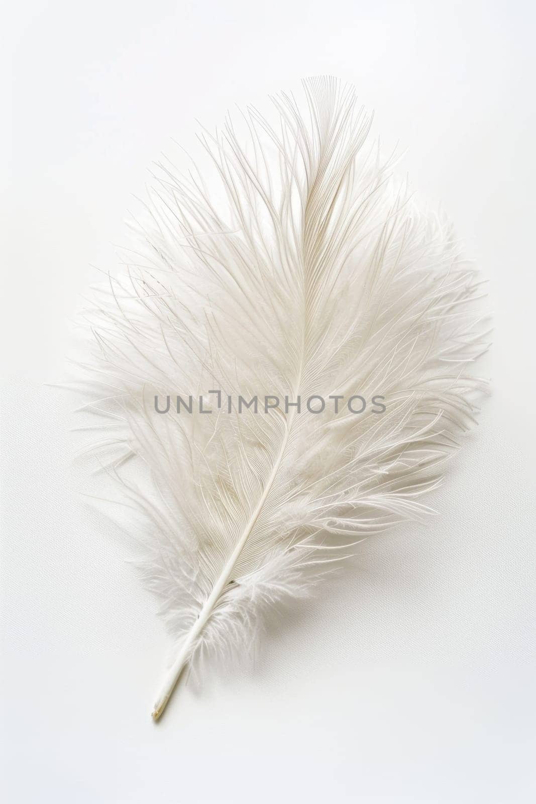 fluffy white feather highlighted on a white isolated background.
