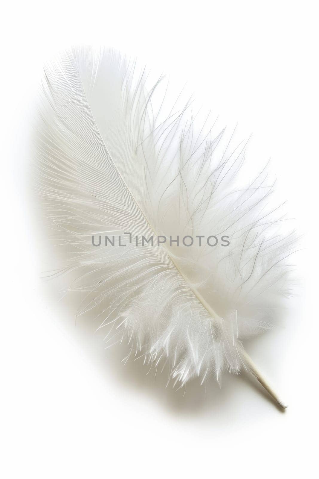 fluffy white feather highlighted on a white isolated background.