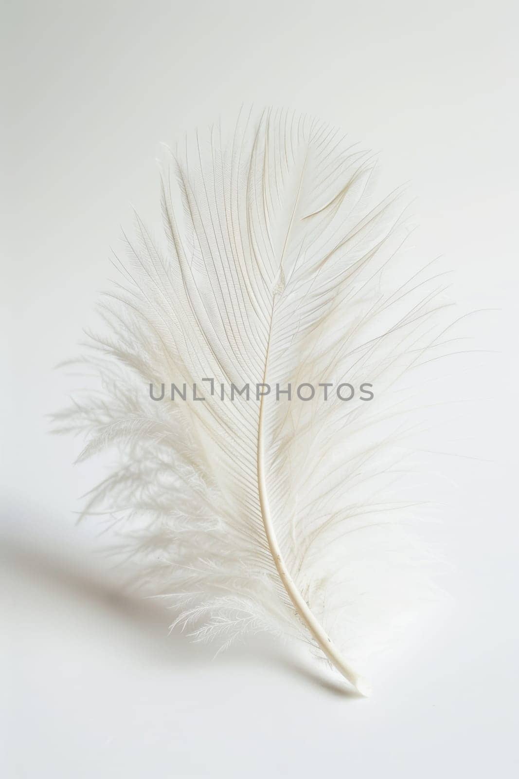 fluffy white feather highlighted on a white isolated background.