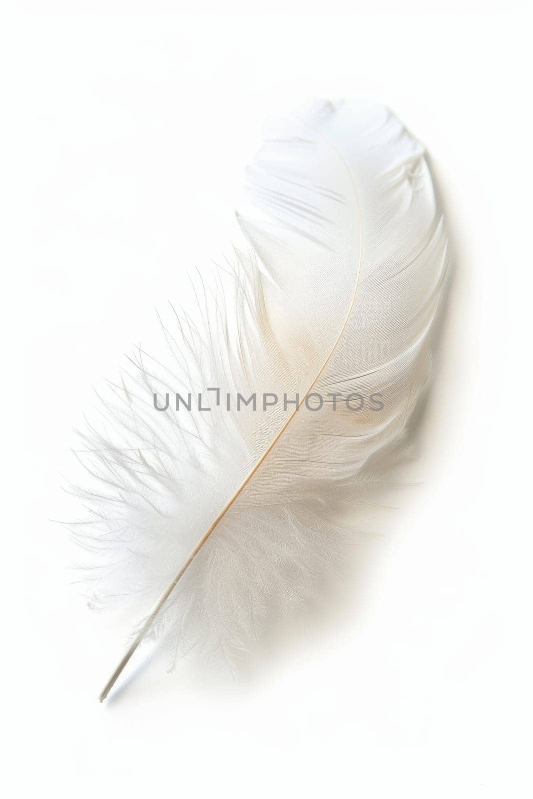 fluffy white feather highlighted on a white isolated background.