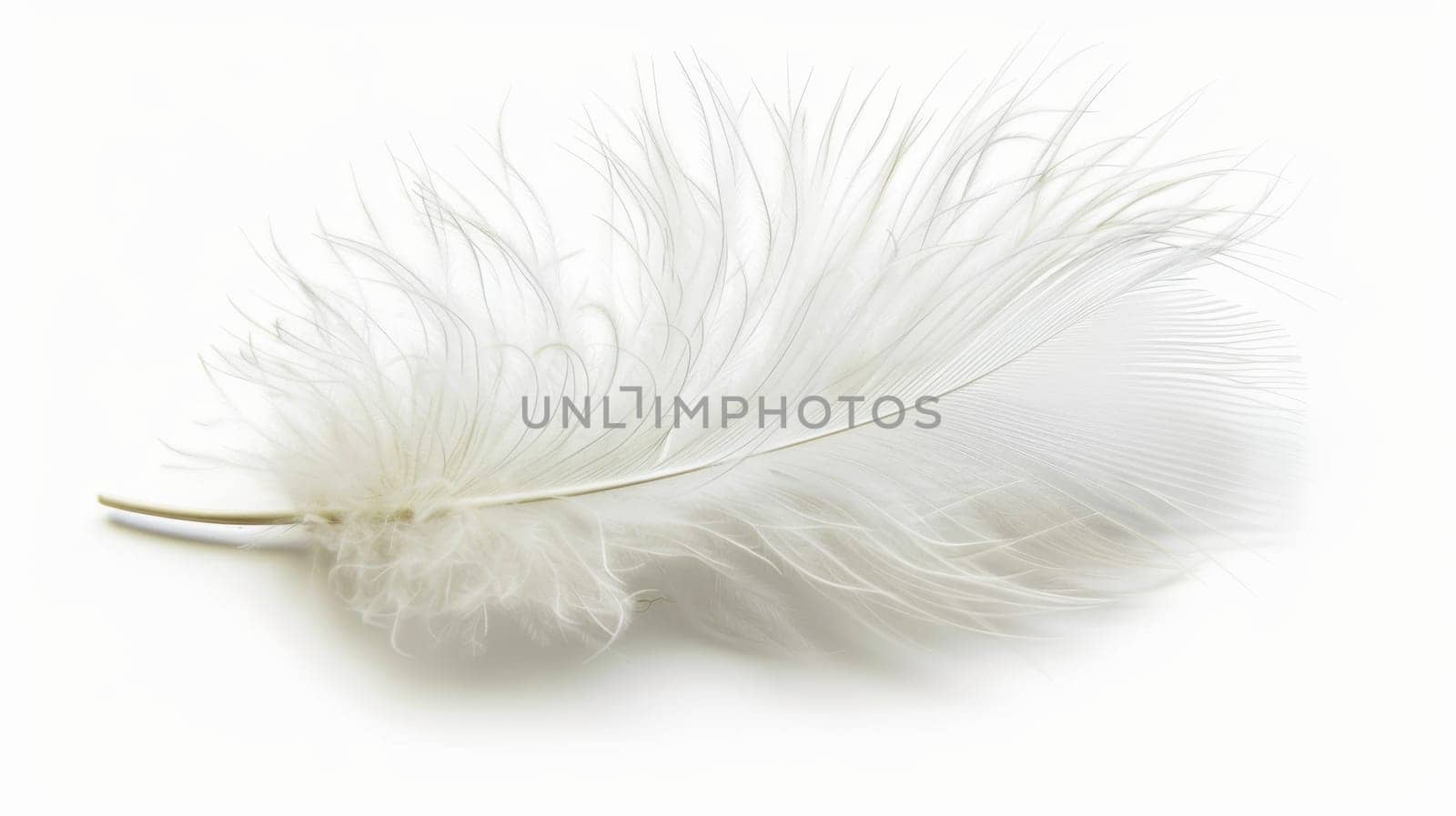 fluffy white feather highlighted on a white isolated background.