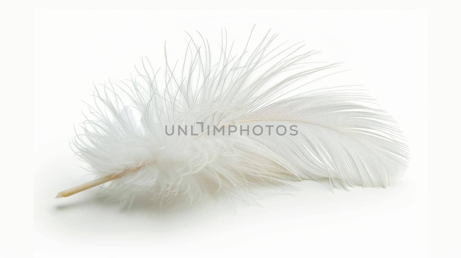 fluffy white feather highlighted on a white isolated background.