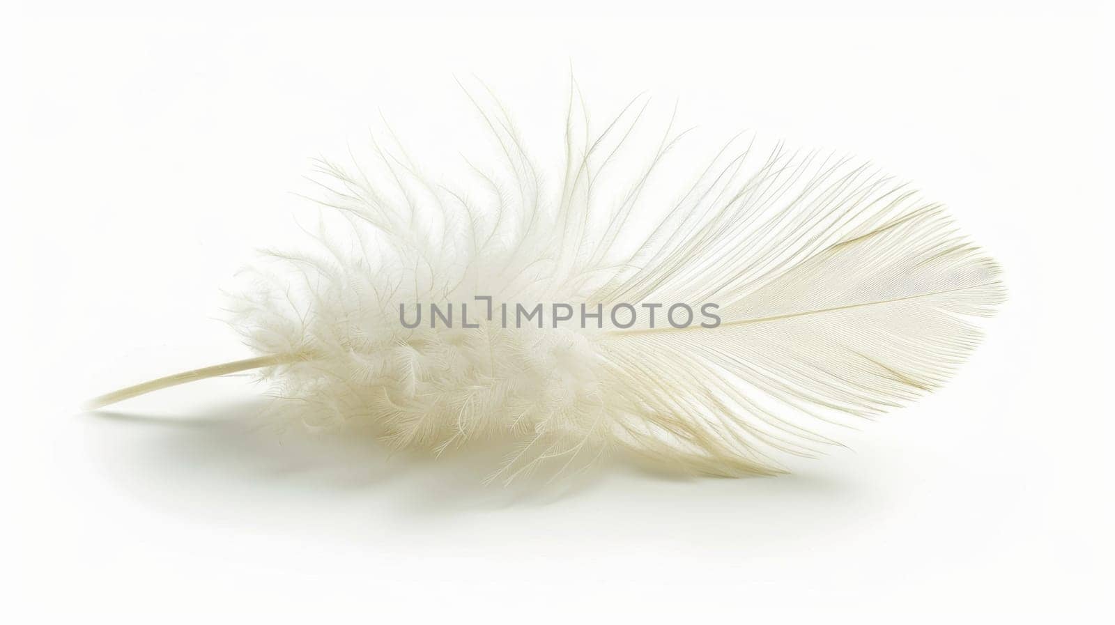 fluffy white feather highlighted on a white isolated background.