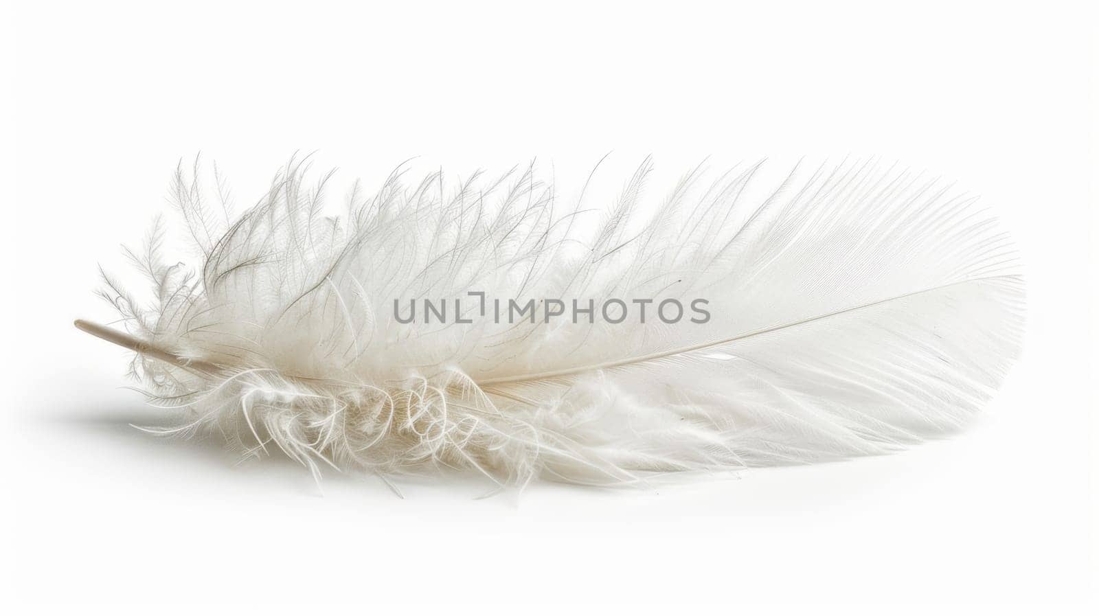 fluffy white feather highlighted on a white isolated background.