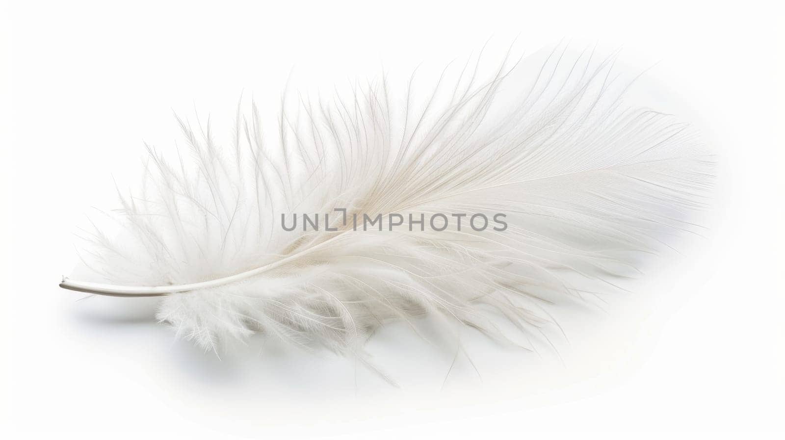 fluffy white feather highlighted on a white isolated background.