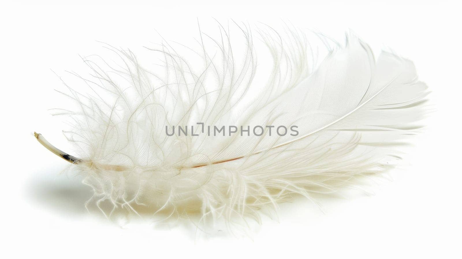 fluffy white feather highlighted on a white isolated background.