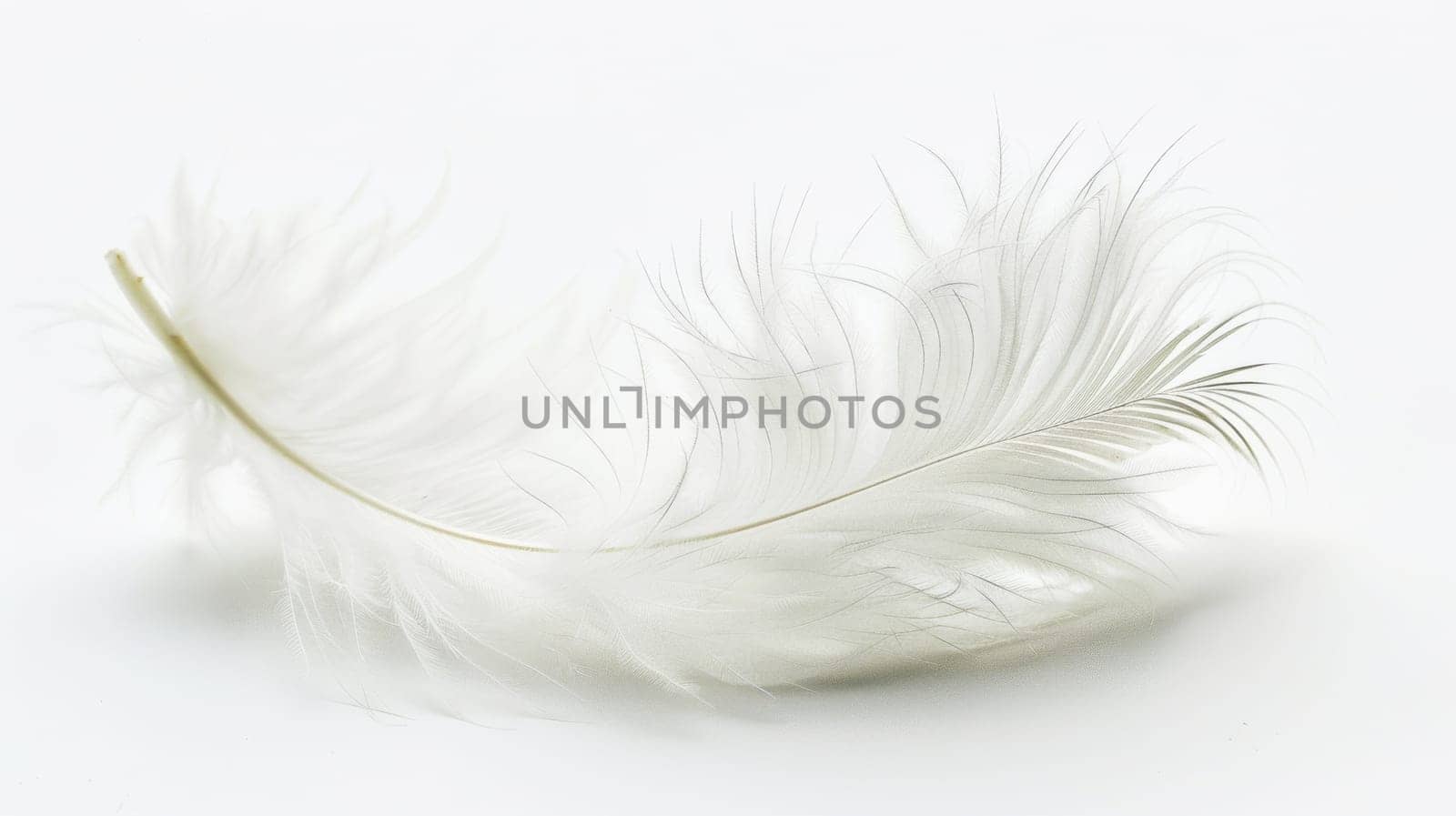 fluffy white feather highlighted on a white isolated background.