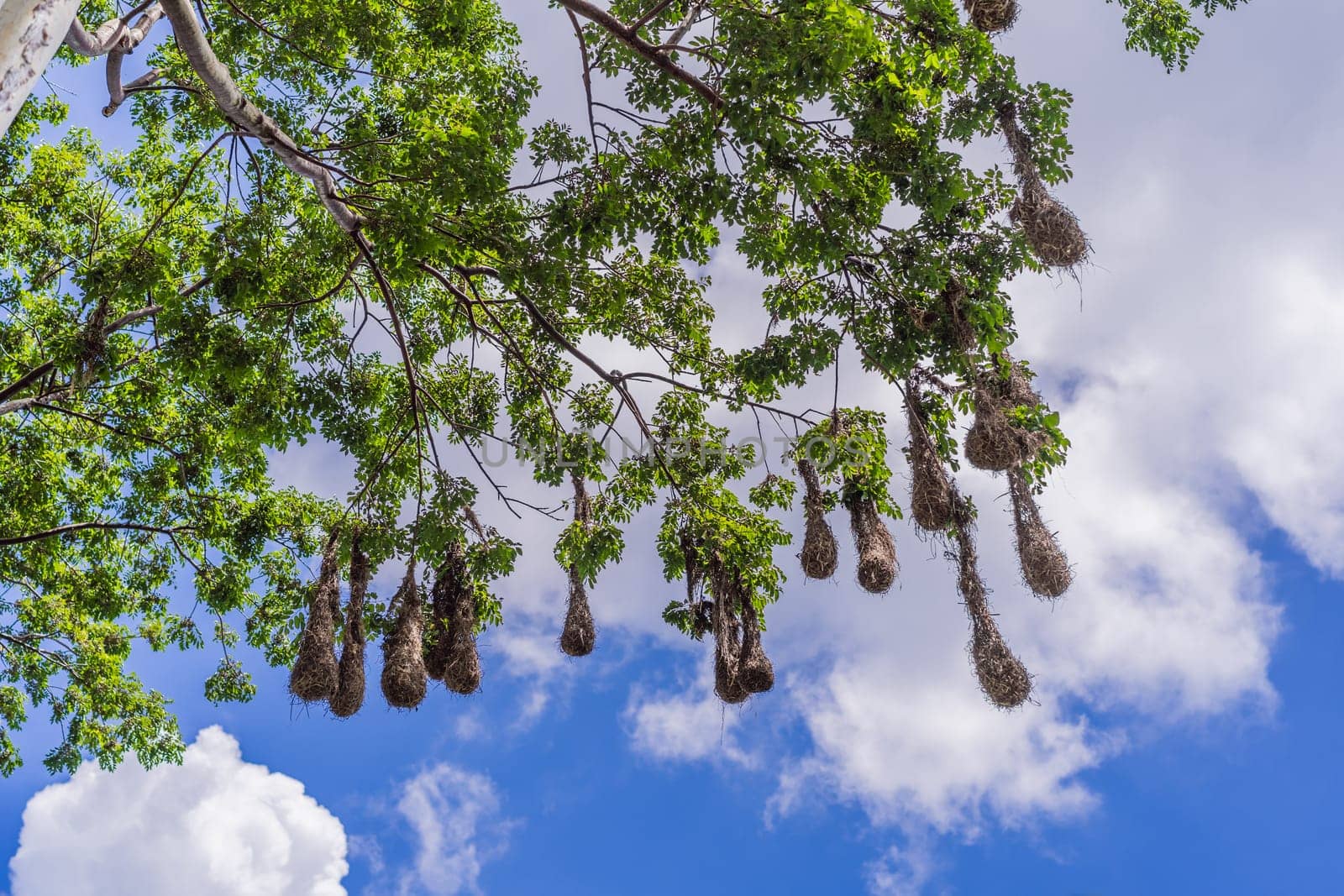 Bird nests of Montezuma Oropendola hanging from tree branches against a cloudy sky. Nature, wildlife, and habitat concept.