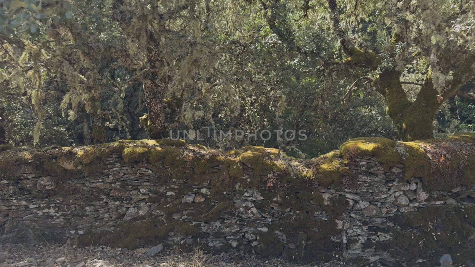 Backlit video capturing sunlight and shadows on a moss-covered old stone wall, next to a forest boundary.