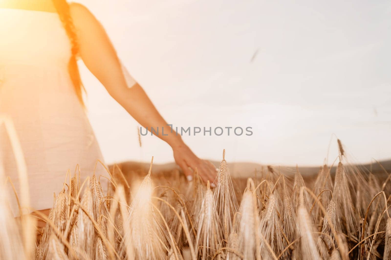 Woman farmer walks through a wheat field at sunset, touching green ears of wheat with his hands. Hand farmer is touching ears of wheat on field in sun, inspecting her harvest. Agricultural business.