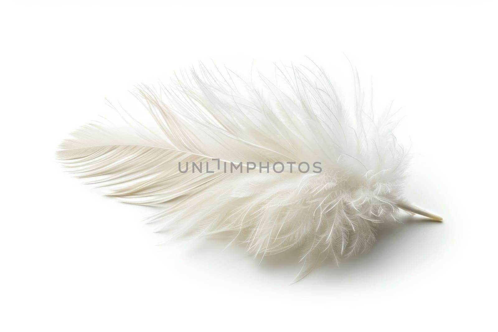 fluffy white feather highlighted on a white isolated background.