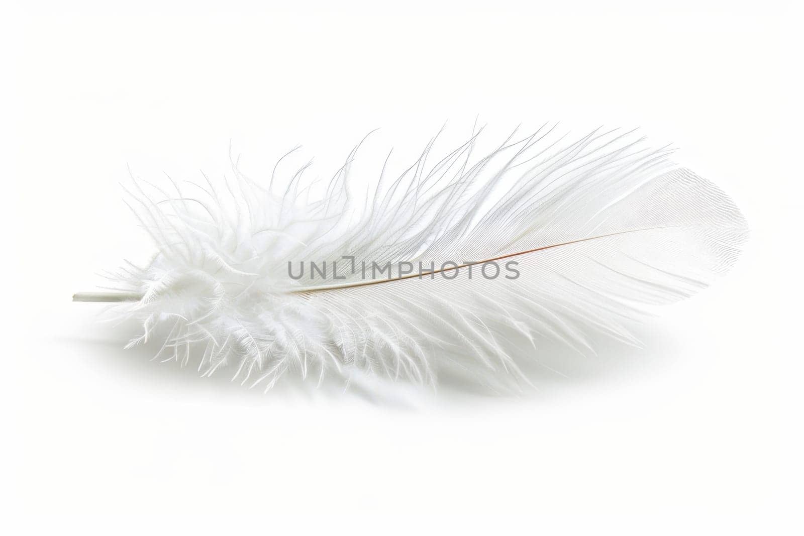 fluffy white feather highlighted on a white isolated background.