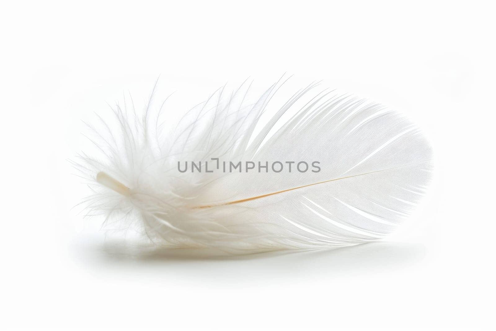 fluffy white feather highlighted on a white isolated background.