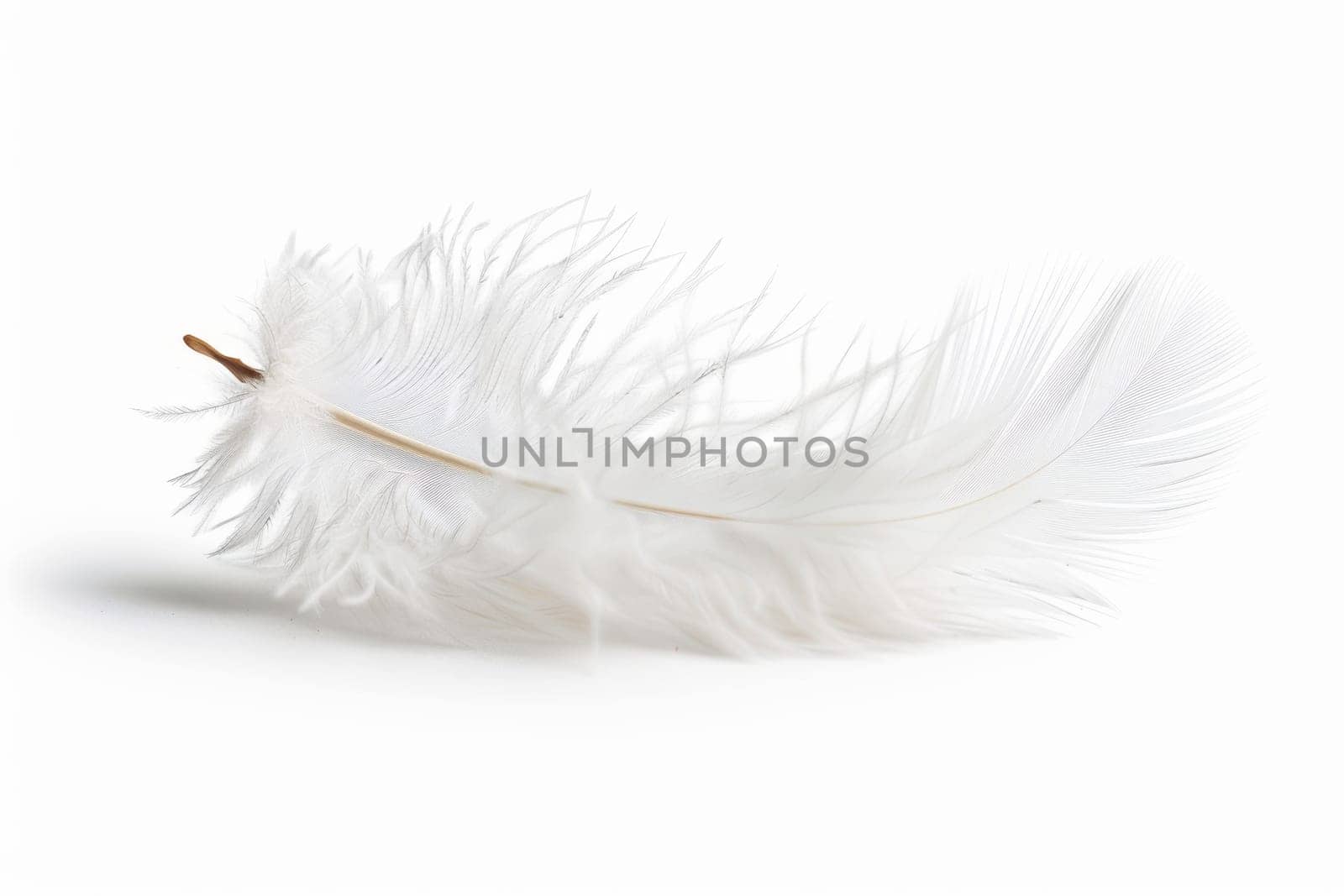 fluffy white feather highlighted on a white isolated background.