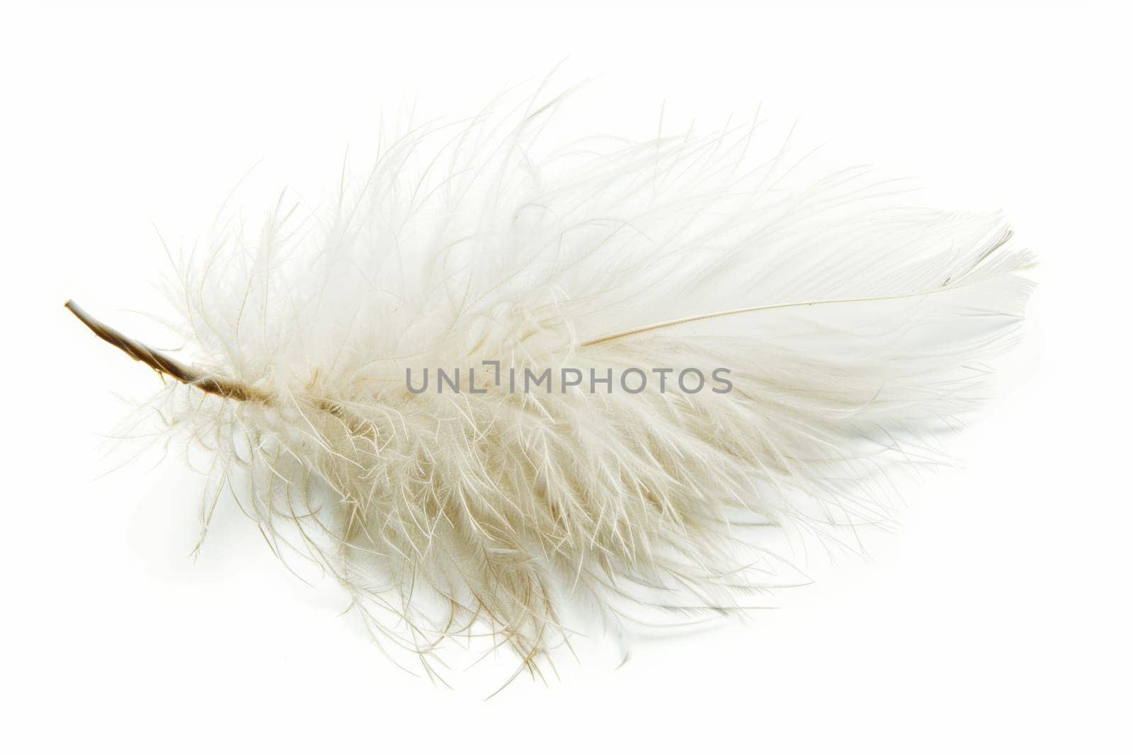 fluffy white feather highlighted on a white isolated background.
