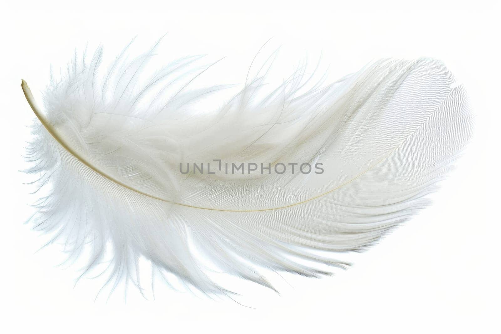 fluffy white feather highlighted on a white isolated background.