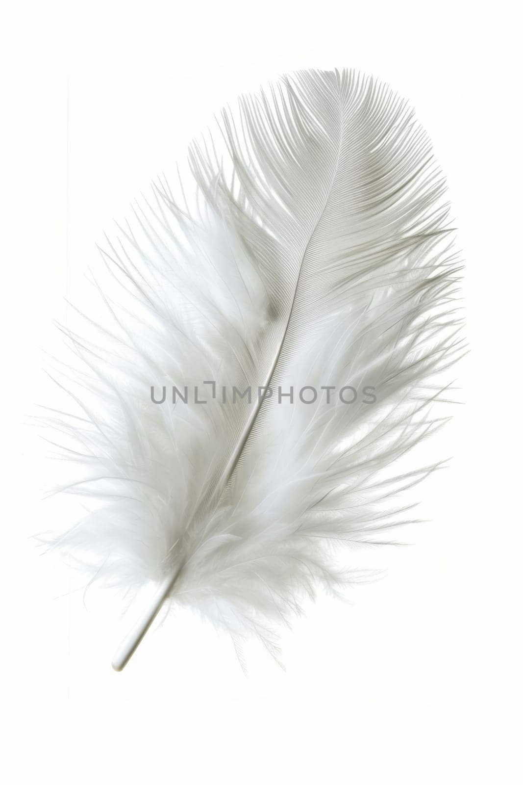 fluffy white feather highlighted on a white isolated background.