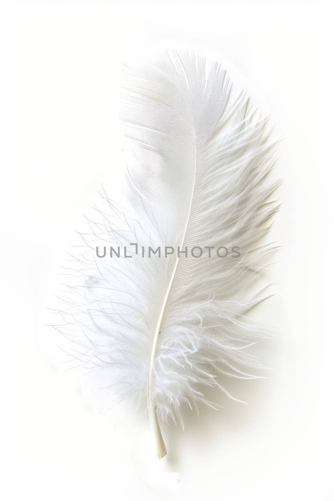 fluffy white feather highlighted on a white isolated background.