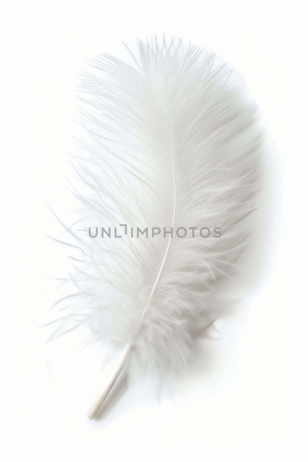 fluffy white feather highlighted on a white isolated background.