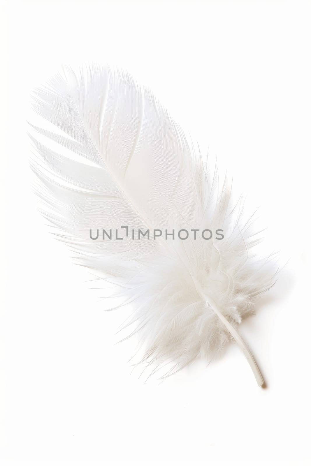 fluffy white feather highlighted on a white isolated background.