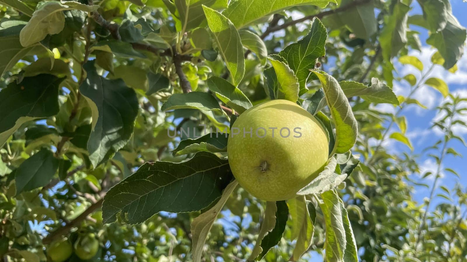 Ripe apples on the branches of an apple tree in the garden.Ripe apples on a tree in the orchard, ready to harvest.Apples growing on a tree in an orchard in summer.