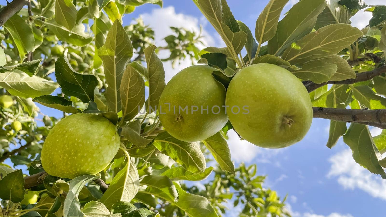 Ripe apples on the branches of an apple tree in the garden.Ripe apples on a tree in the orchard, ready to harvest.Apples growing on a tree in an orchard in summer.
