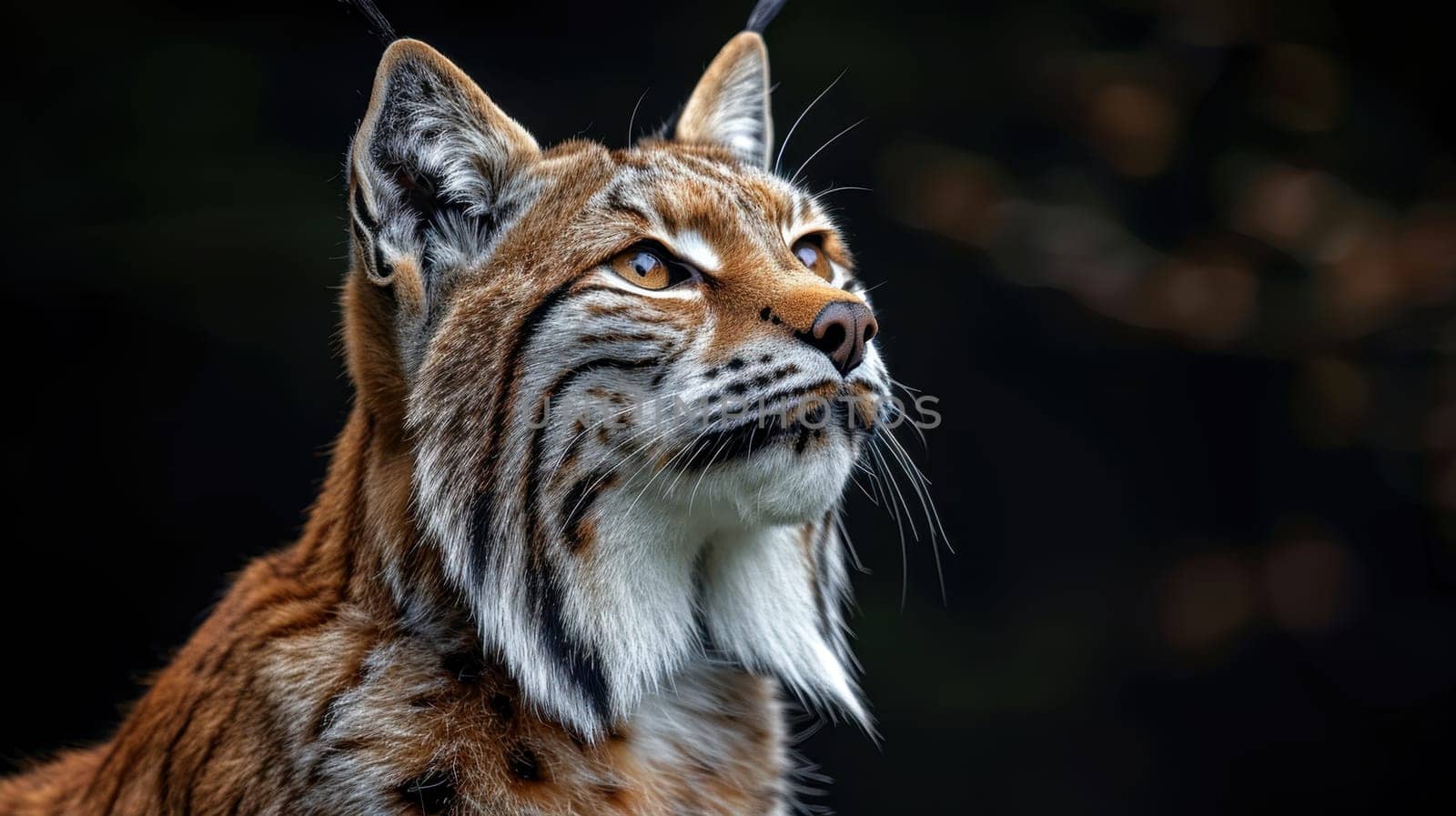 Portrait of a wild lynx forest cat on an isolated black background.