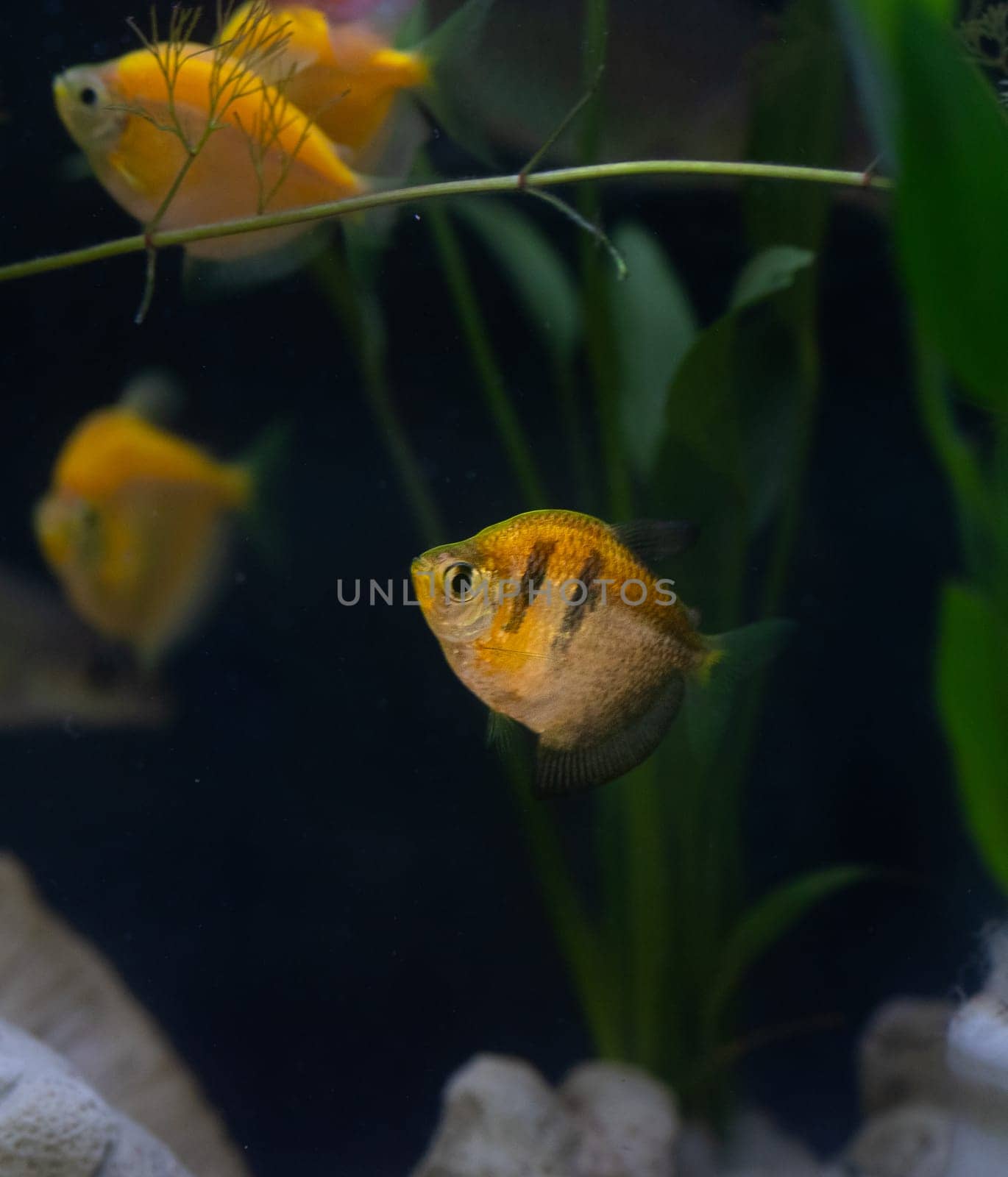 Vibrant fish tank filled with colorful fish and lush plants