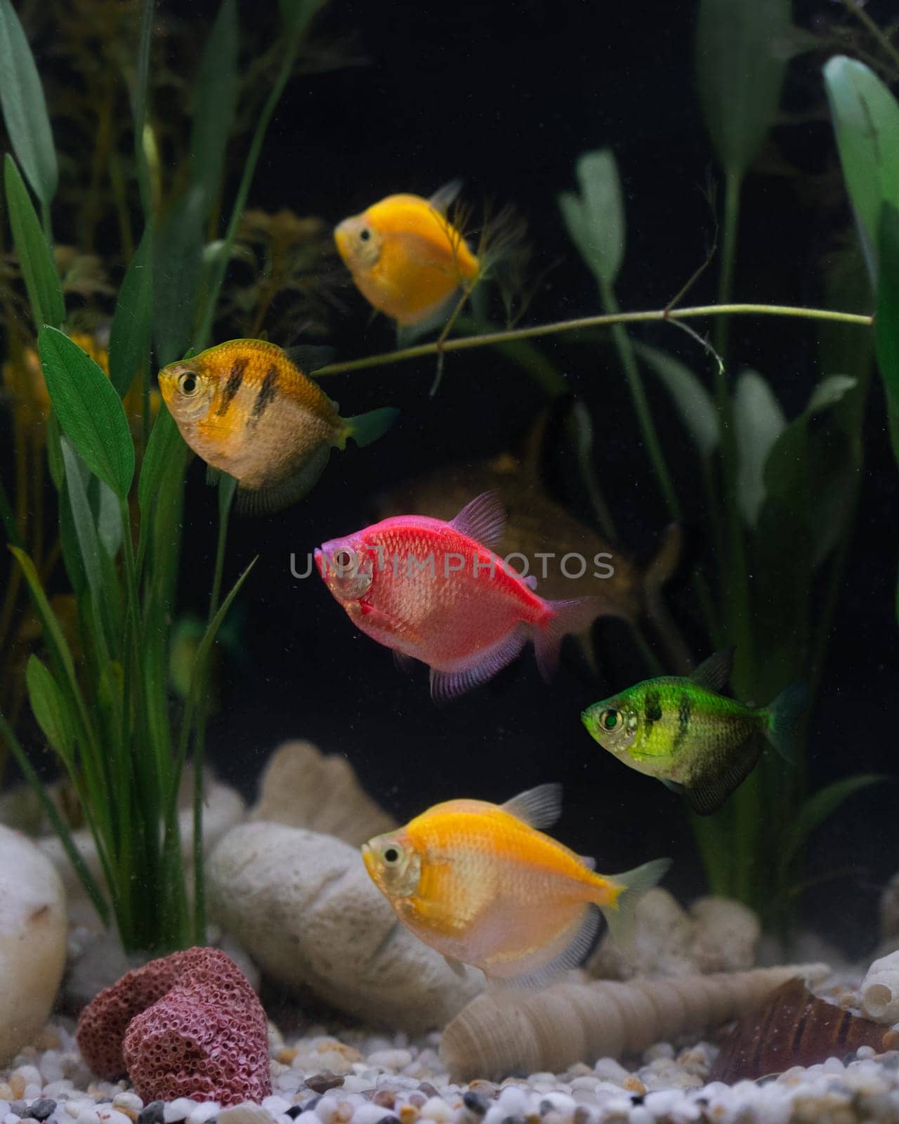 Vibrant fish tank filled with colorful fish and lush plants