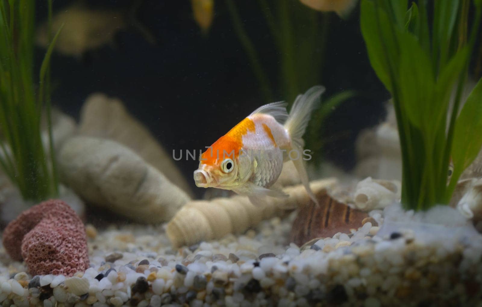 Vibrant fish tank filled with colorful fish and lush plants